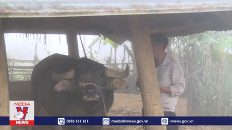 Các xã vùng cao Lai Châu chủ động phòng chống rét cho đàn gia súc