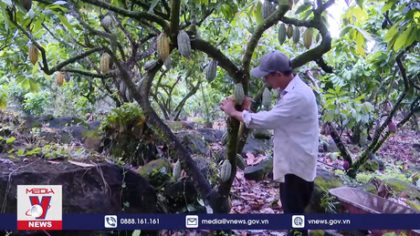 Hiệu quả liên kết sản xuất nông nghiệp ở Đồng Nai