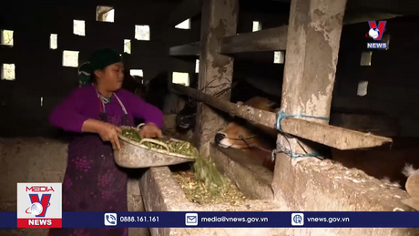 Cao nguyên đá Đồng Văn chủ động phòng chống đói, rét cho đàn gia súc 