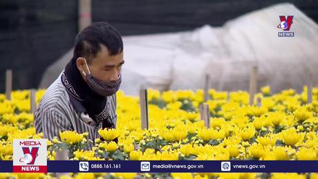 Giá rét có thể ảnh hưởng tới vụ hoa Tết 