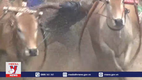 Lễ hội đua bò ở Indonesia