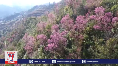 ''Pằng Tớ Dày'' khoe sắc trên vùng cao Mù Cang Chải