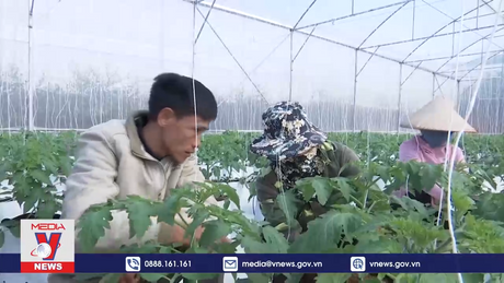 Nậm Pồ phát triển vườn rau sạch cho học sinh bán trú