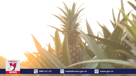 Hiệu quả từ phong trào nông dân thi đua sản xuất, kinh doanh giỏi