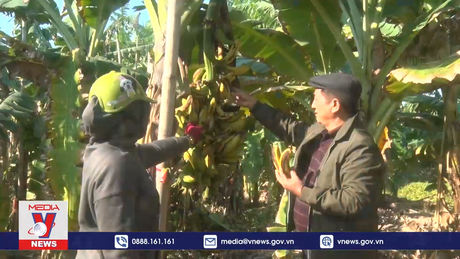 Người trồng chuối Tết ở Chí Linh lo mất Tết