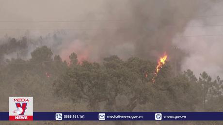 Cháy rừng gây thương vong kỷ lục trong năm 2023