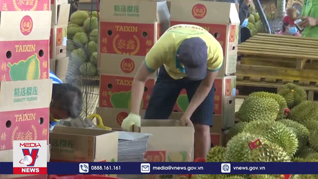 Các nước tăng mua sầu riêng Việt Nam