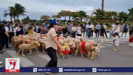 Độc đáo cừu diễu hành chào đón năm mới 2024 tại Ninh Thuận