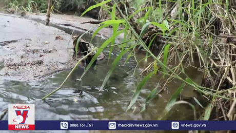 Trang trại chăn nuôi gây ô nhiễm môi trường khiến người dân bức xúc