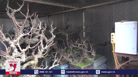 Hoa đào “nằm điều hòa” - Thú chơi sang ngày Tết