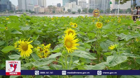 Cánh đồng Hoa Mặt Trời lớn nhất TP Hồ Chí Minh nở rộ đón khách “check in”