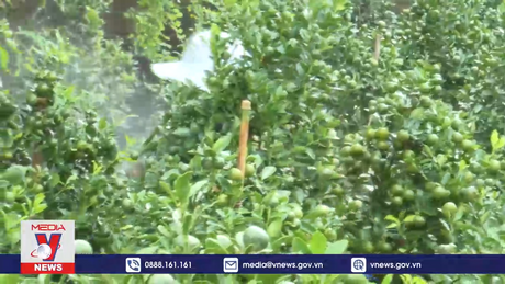 Nông dân Phú Yên chuẩn bị cho vụ hoa Tết