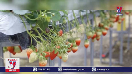 Bản tin thời sự 20h ngày 31/12/2023