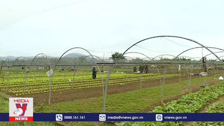 Tất bật vụ rau tết