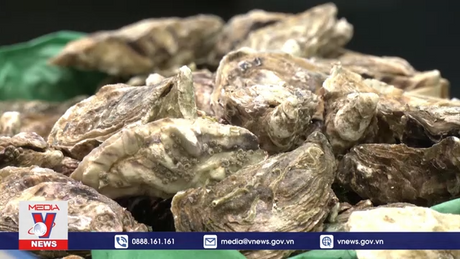 Pháp cấm buôn bán và đánh bắt hàu tại nhiều khu vực