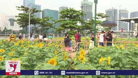 Vui lễ nơi cánh đồng hoa hướng dương bên sông Sài Gòn