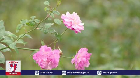 Hương sắc của “miền hoa” giữa Hà Nội