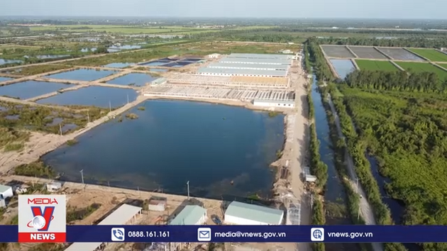 Ô nhiễm không khí từ trại nuôi heo ở Đồng Tháp