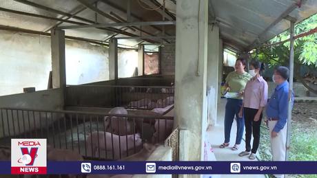 Phú Thọ chủ động triển khai phòng chống dịch tả lợn châu Phi