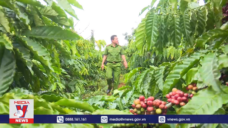 Đắk Lắk đảm bảo ANTT mùa vụ thu hoạch cà phê