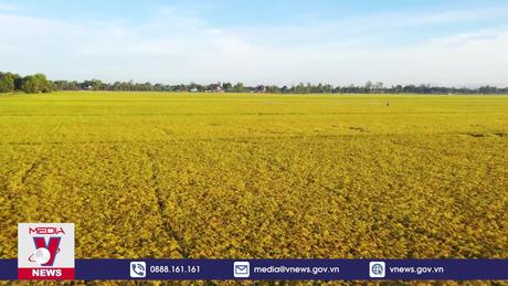 Năm 2023, xuất khẩu gạo lập kỷ lục gần 4,8 tỷ USD