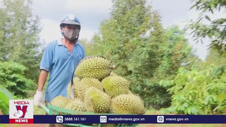 Xuất khẩu sầu riêng tăng đột biến