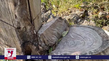 Lai Châu cần bảo vệ nghiêm ngặt rừng Nghiến ở Phìn Hồ