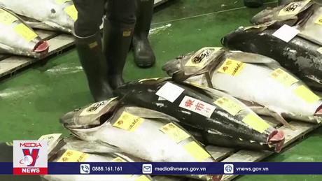 Đấu giá cá ngừ đầu năm mới tại Nhật Bản