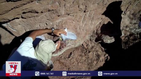 Phát hiện hóa thạch khủng long cổ dài niên đại 90 triệu năm