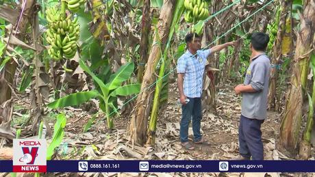 Xác minh nguyên nhân nhiều hộ trồng chuối ở Đồng Nai bị thiệt hại nặng