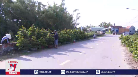 Làng mai An Nhơn tất bật vụ Tết