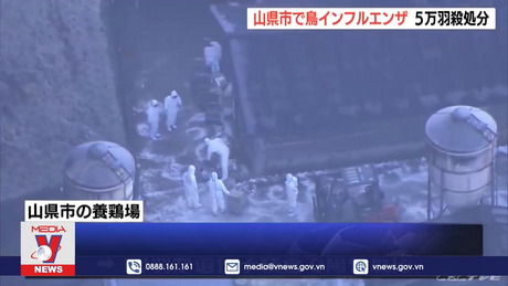 Nhật Bản tiêu hủy 50.000 con gà do cúm gia cầm
