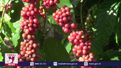 Dự kiến xuất khẩu nông sản đạt hơn 26 tỷ USD