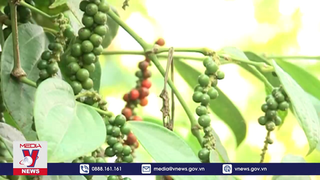 Việt Nam dẫn đầu về xuất khẩu hạt tiêu sang Mỹ