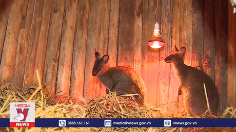 Nhiều khó khăn trong cứu hộ, tái thả động vật hoang dã