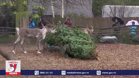 Bữa tiệc hậu Giáng sinh tại sở thú Berlin