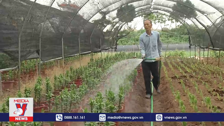 Làng hoa lớn nhất Nam Định chuẩn bị cho vụ Tết