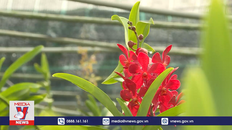 Làng hoa Sài Gòn chuẩn bị vụ Tết