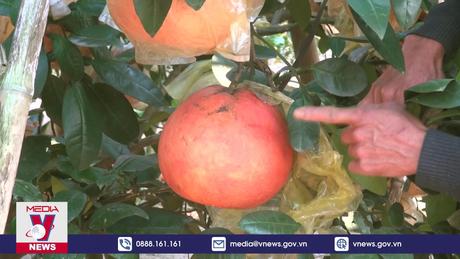 Bưởi đỏ tiến vua hút khách ngày Tết