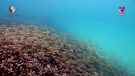 Bảo tồn Đa dạng sinh học biển