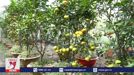 Quýt hồng “lên chậu” sẵn sàng cho vụ Tết