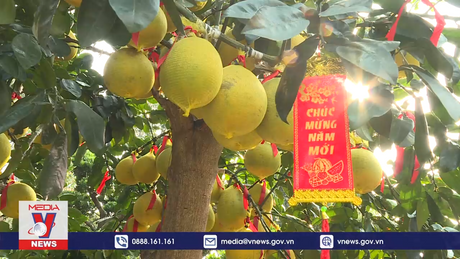 Sôi động thị trường cây cảnh Tết ở TP.HCM