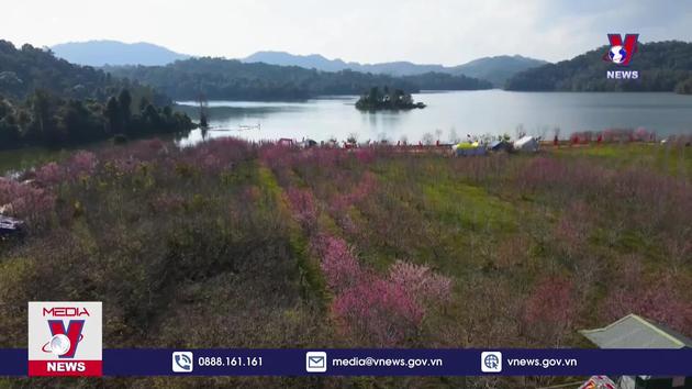 Ngắm hoa Anh đào nở rộ ở Điện Biên