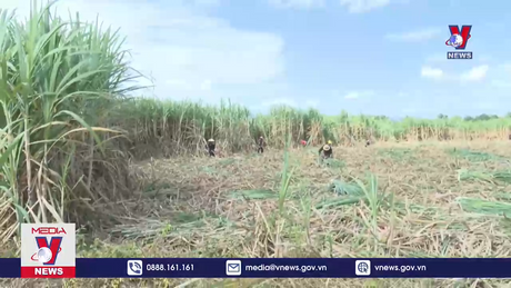 Nông dân trồng mía Phú Yên được mùa, được giá 