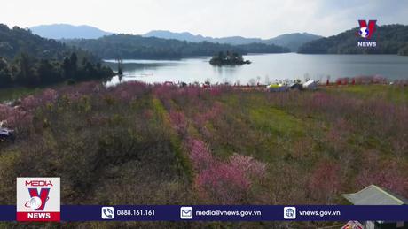 Ngắm hoa Anh đào nở rộ ở Điện Biên