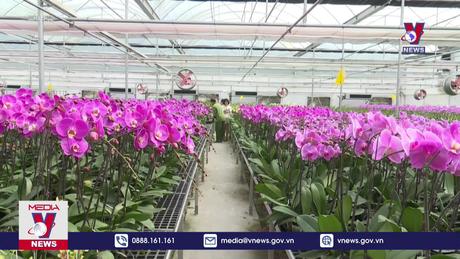 Các làng hoa cảnh Hà Tĩnh sẵn sàng phục vụ Tết 