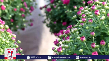 Nhà vườn giảm sản lượng, không tăng giá bán hoa Tết