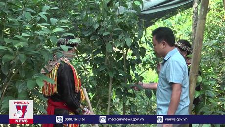 Yên Bái phát huy hiệu quả kinh tế tập thể vùng đồng bào dân tộc