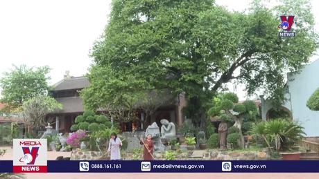 Bảo tồn và phát huy giá trị cây di sản 