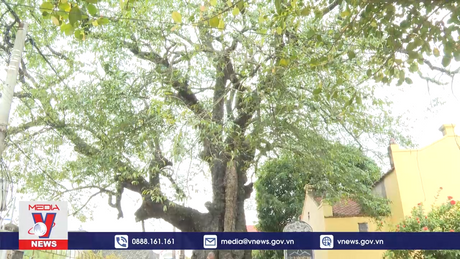 Bảo tồn và phát huy giá trị cây di sản ở Ninh Bình